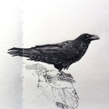 Raven - Grey and Black Ink
